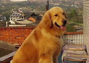 金毛和姐姐娱乐吃瓜酱